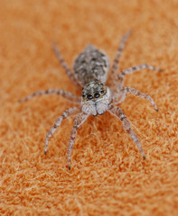 A spider on the sofa