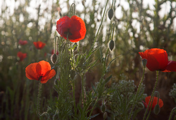 red poppies at the light