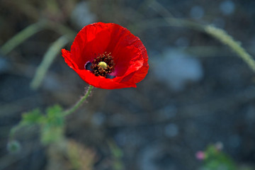 a red poppy