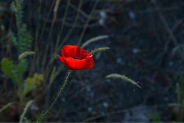 a red poppy