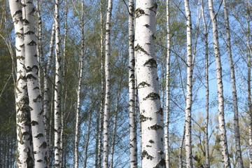 Naklejka premium birch trees with white bark in spring in birch grove