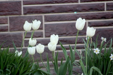  Flowering tulips in the spring