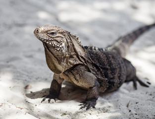 Iguana terrestre di Cayo Largo, Cuba 
