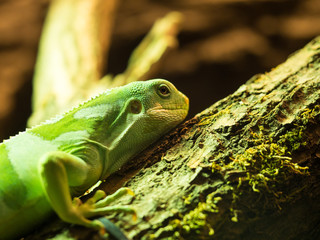The Fiji banded iguana relaxing on a tree