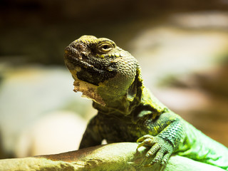 Iguana relaxing on a stone