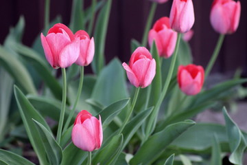  Flowering tulips in the spring