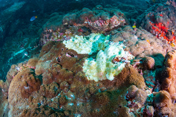 Naklejka na ściany i meble Bleaching hard corals on a tropical reef caused by rising sea temperatures and global warming