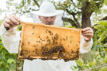 Beekeeper holding honeycomb with bees in his hands checking it