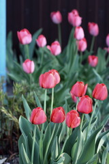  Flowering tulips in the spring