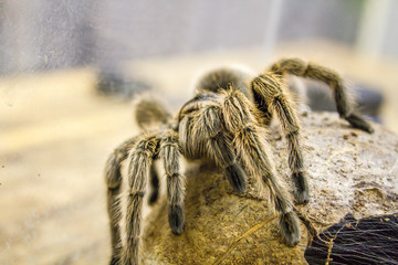 A huge spider, goliath bird-eating tarantula (the biggest tarantula in the world) close-up