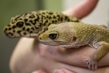 Leopard gecko lizard, close up macro. Cute Leopard gecko portrait (Eublepharis macularius). Leopard...