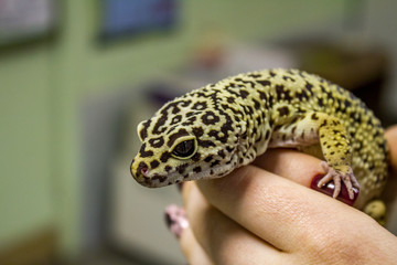 Leopard gecko lizard, close up macro. Cute Leopard gecko portrait (Eublepharis macularius). Leopard...