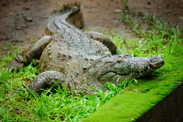 The mugger crocodile, Indian crocodile, India