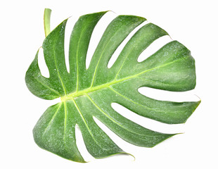 Beautiful Monstera sp. fresh green leaf growing.