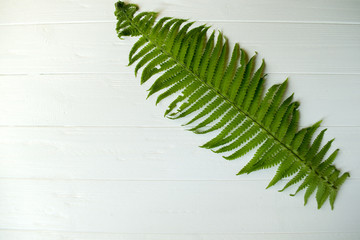 Green fern on a white wooden background.