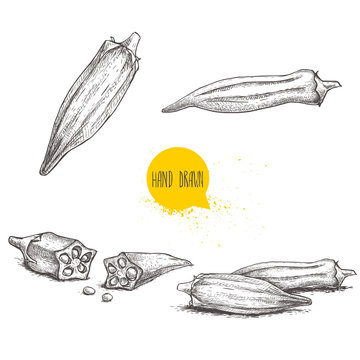 Hand drawn sketch style exotic vegetables okra set. Vector illustrations collection of eco healthy food. Whole and cut composition isolated on white background.