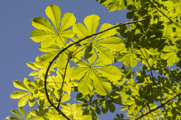 Kastanienbaum in der Sonne