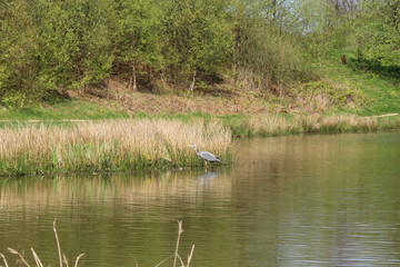 Heron