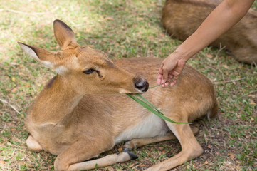 People feeding food for deer.