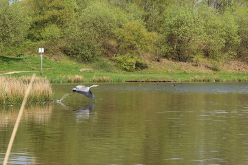 Heron in flight