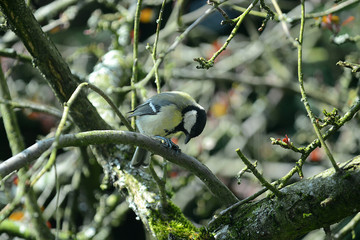 Blaumeise