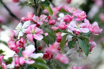 apple-tree gipsy