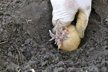 farmer's hand planting prepared germinating potato tuber in the vegetable garden