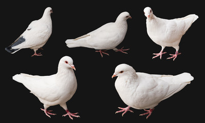 pigeon