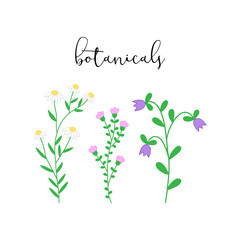 Botanicals, spring blooming colorful flowers with leaves, set of three vector hand drawn flowers: camomile, bellflower and lily of the valley.