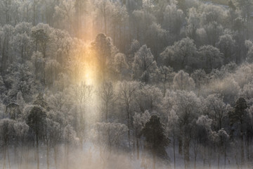 Sun light over forest dispersed in ice crystals to produce colors of the rainbow
