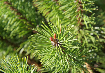 Naklejka na ściany i meble close-up of a pine branch