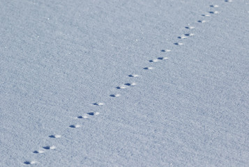 Animal tracks in Snow on a cold winter day