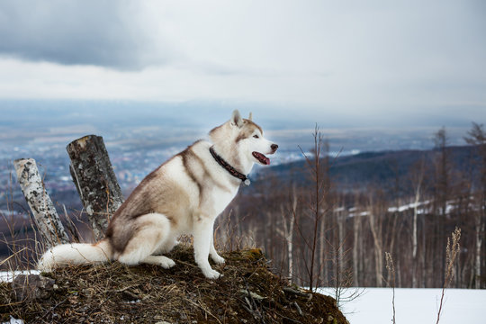 Image of beautiful beige and white Siberian husky dog sitting on a mountain on the background of forest and city. Profile portrait of prideful dog observing natural landscape on a cloudy day