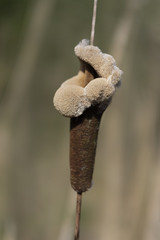 Rohrkolben im Frühling - Typha in einer Makroaufnahme