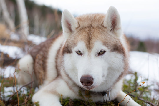 Close-up portrait of attentive beige and white husky dog. Image of prideful Siberian husky lying on the hill
