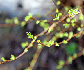 branch of a tree with buds with young succulent leaves