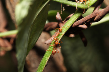 Red ant on plant