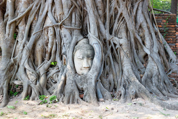 The Head of The Sandstone Buddha image  in tree roots at Wat Mahathat, Ayutthaya, Thailand  Tourists come here very much - selective focus The Head of  Buddha image 