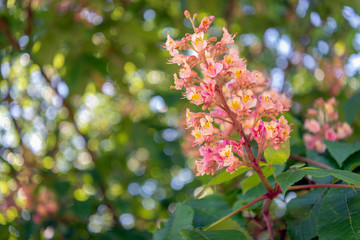 Flowering red horse-chestnut tree from close