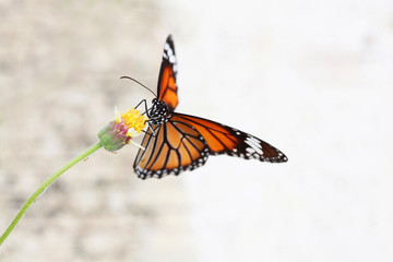 Obraz na płótnie Canvas The butterfly on flower