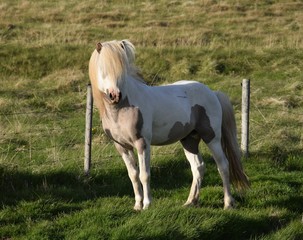 Beautiful Icelandic horse in the evening sun. Stallion. Pinto.