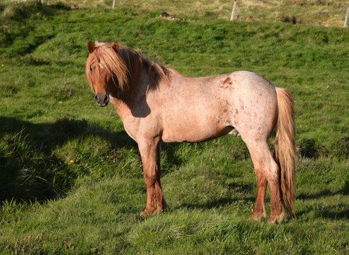 Beautiful Icelandic stallion, red roan, in the northwest of Iceland near Bl&ouml;nduos