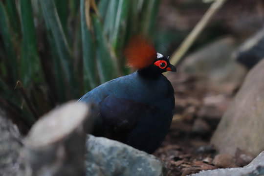 Male Crested partridge