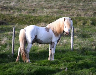 Beautiful Icelandic horse in the evening sun. Stallion. Pinto.