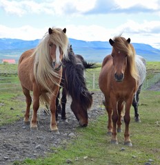 A group of Icelandic horses in the northwest of Iceland near Blönduos