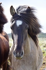 Portrait of an Icelandic horse, blue dun