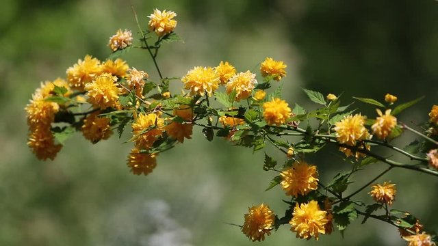 Japanese clay, Chinese gold - a species of shrub from the rose family. It is also called the Japanese golden rose. He is the only representative of the monotype type of gold .