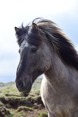 Obraz na płótnie Canvas Portrait of an Icelandic horse, blue dun