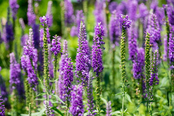 Purple flowers on the field