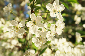 cherry blossom tree in the sky